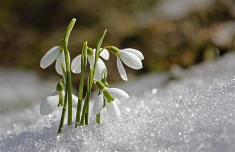 Winter Flower: i fiori sbocciano anche in inverno 